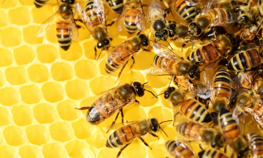 5 Claves para emprender que aprendí de las abejas