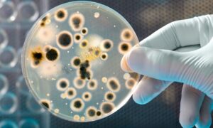 resistencia bacteriana
