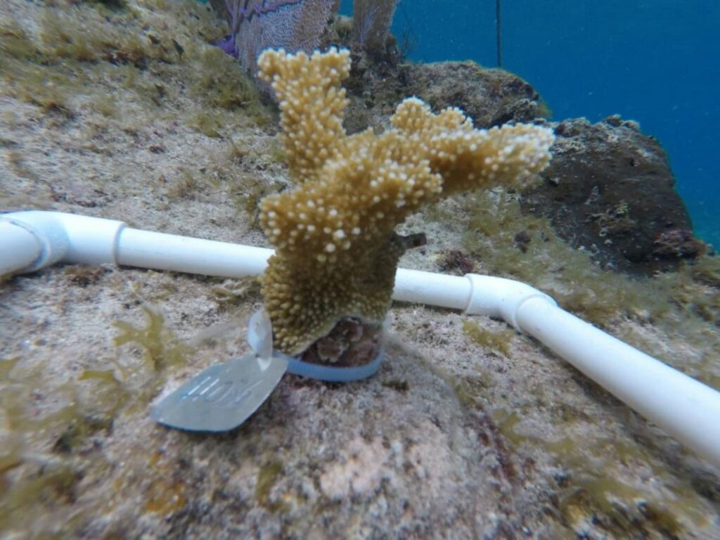 Cozumel instala dispositivos de medición continua en el arrecife de Chankanaab