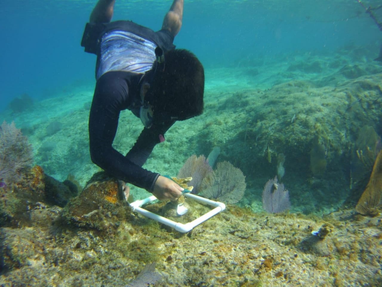 COZUMEL, ARRECIFE