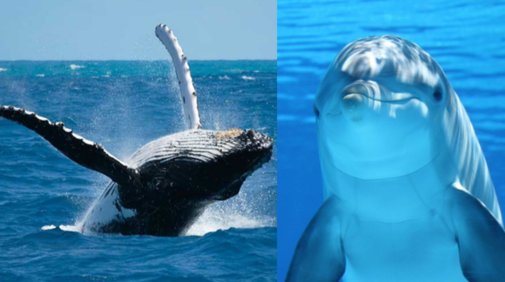 Las ballenas y los delfines pueden resistir el cáncer y su ADN revela por qué