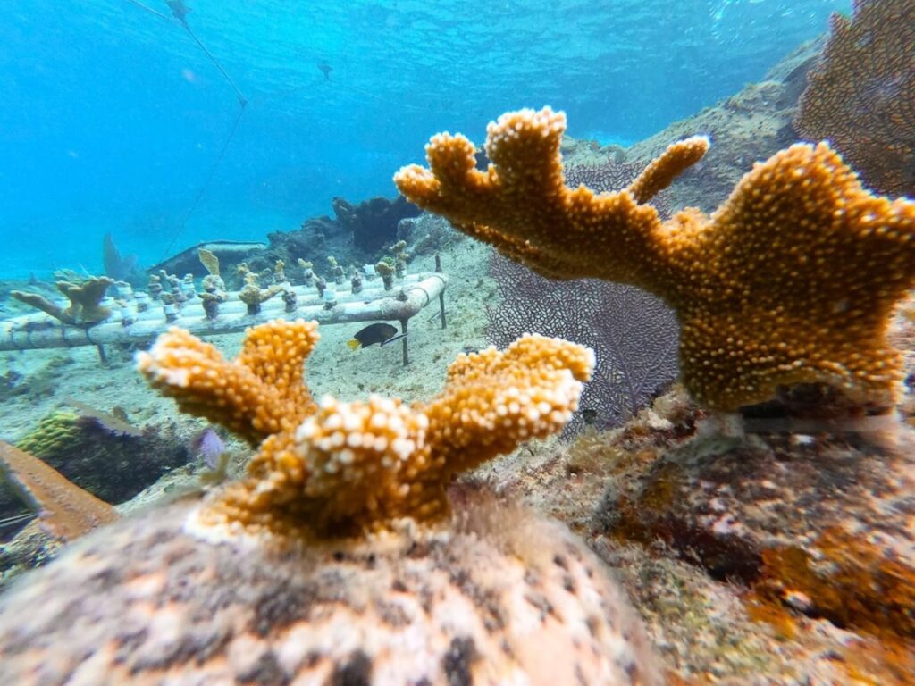 restauración de corales