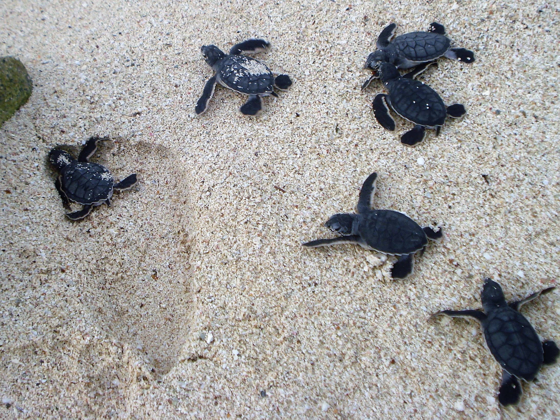 TORTUGAS