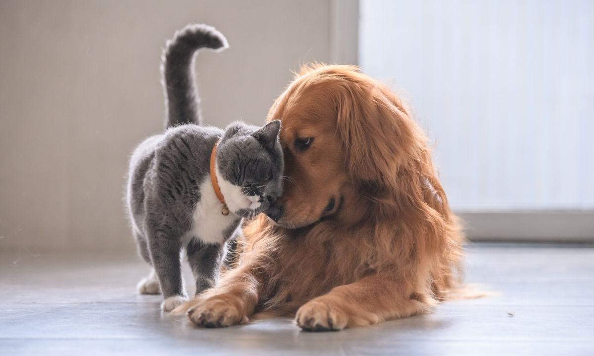 7 Consejos para que tus mascotas vivan felices