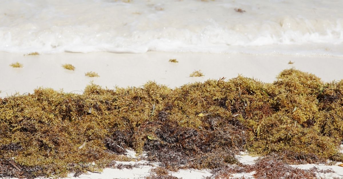 Seguimiento y pronóstico de Sargazo en el Mar Caribe